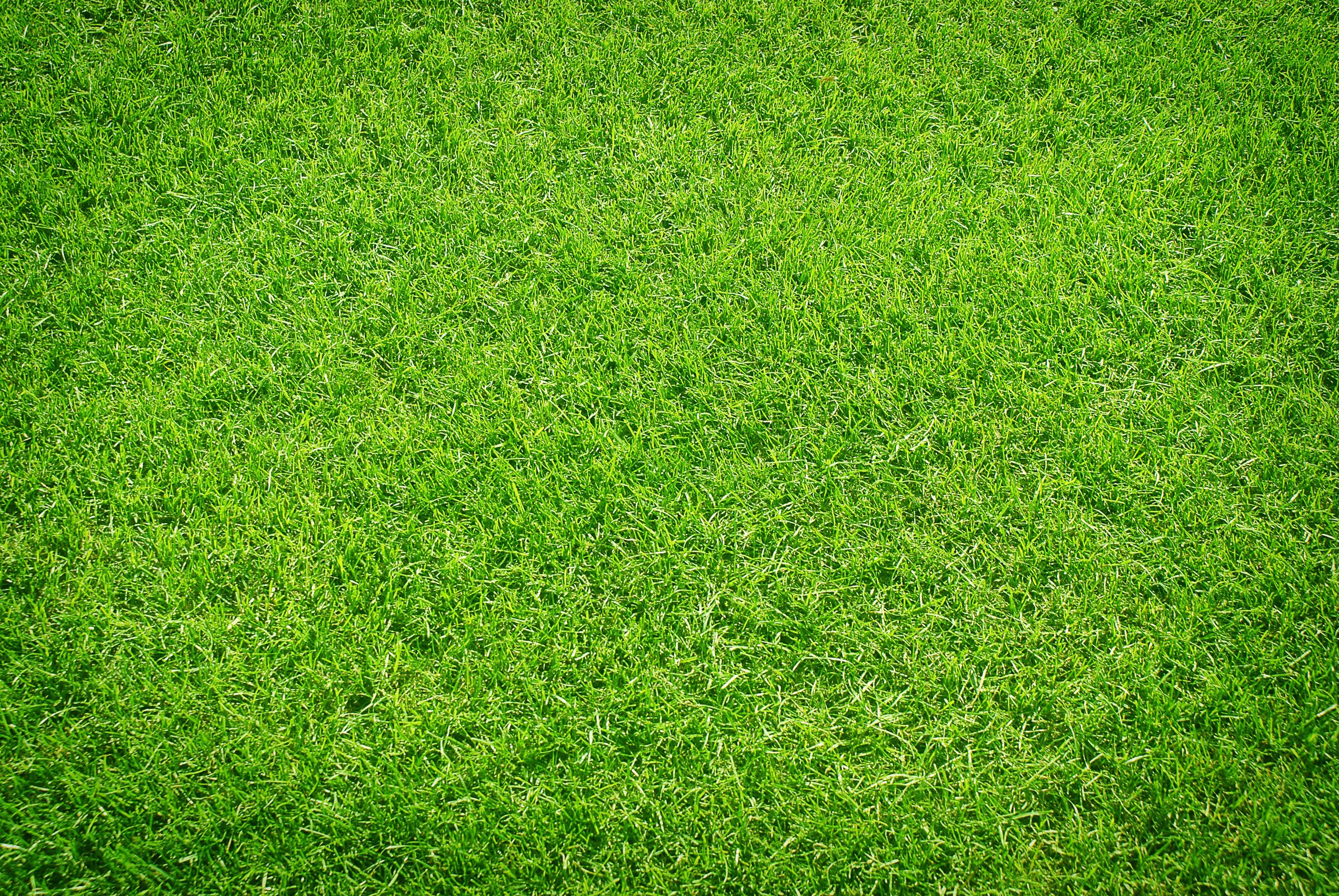 Grass ()