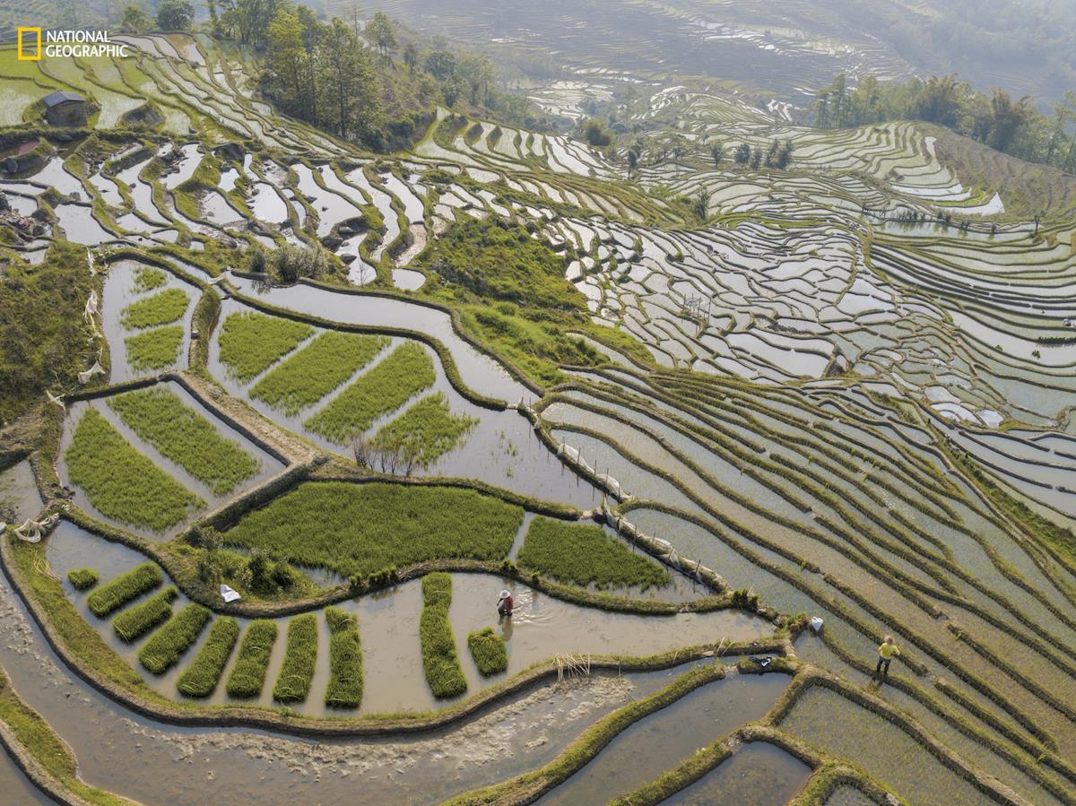 NatGeo Feeding China 1 ()