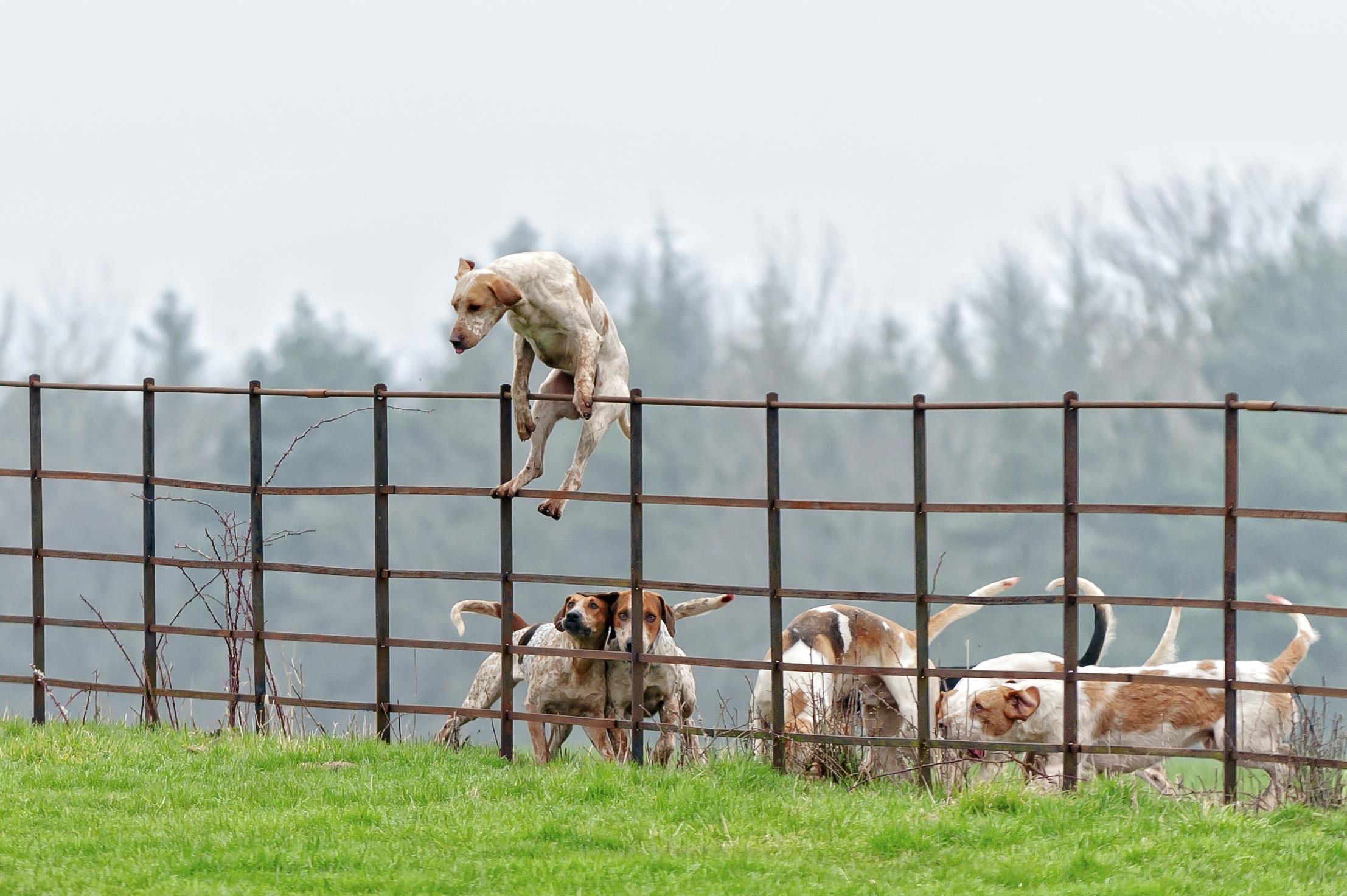 Dog leaping over fence ()